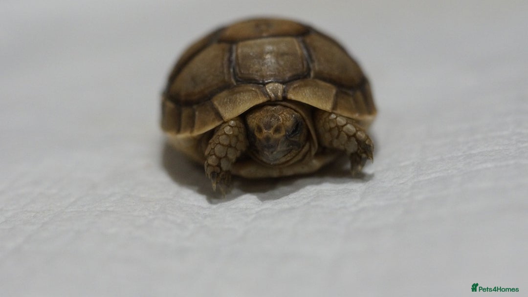 Tortoise reptiles for sale: Greek Tortoises for sale - Image 8