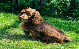 Cocker Spaniel dogs for sale: Sprocker Spaniel puppies  - Advert 2