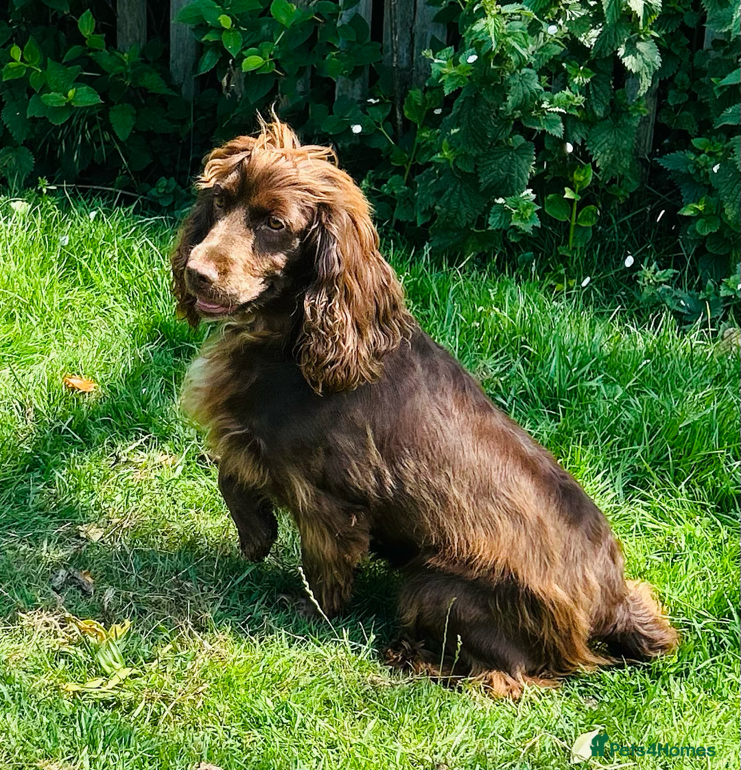 Cocker Spaniel dogs for sale: Sprocker Spaniel puppies  - Advert 2