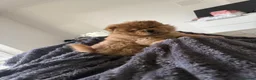 Chow Chow dogs for sale: Puppy adorable chow chows  - Advert 1