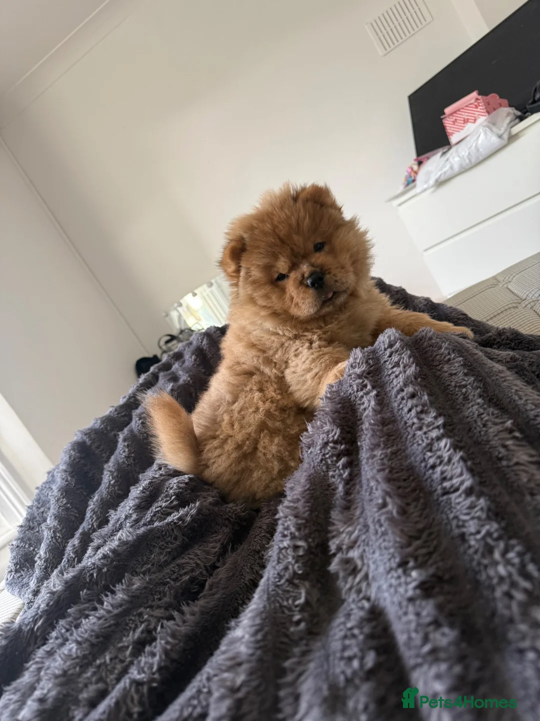 Chow Chow dogs for sale: Puppy adorable chow chows  - Advert 1