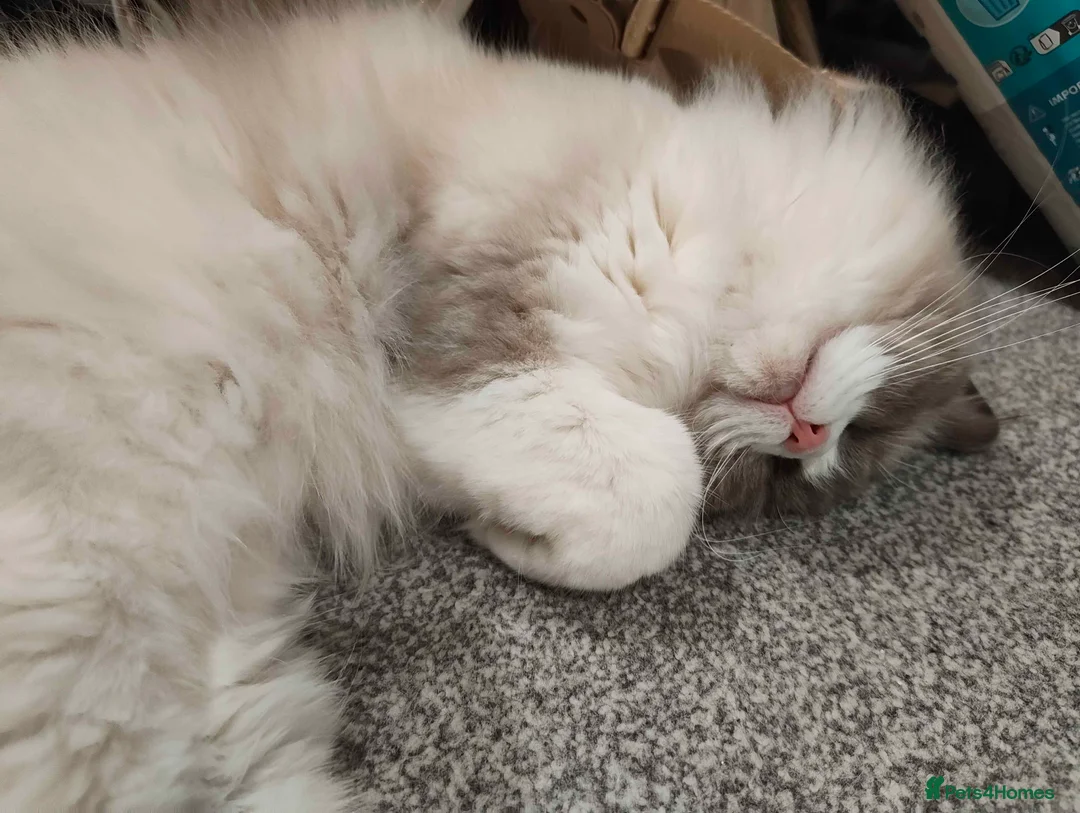 Ragdoll cats for sale: Female Bicoloured Ragdoll looking for forever home - Advert 2