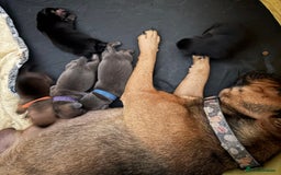 Mixed Breed dogs for sale: French bulldog x daschund - Image 38