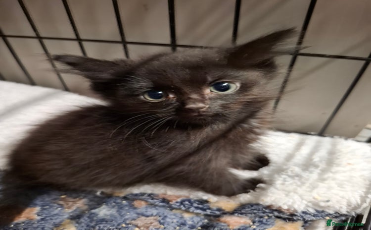 Mixed Breed cats for sale - Advert 2