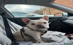 French Bulldog dogs for sale: Albie for adoption 5 years old  - Image 2