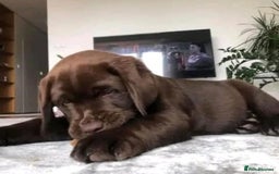 Labrador Retriever dogs for sale: Bundle of Labs gorgeous puppies - Image 3
