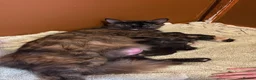 Mixed Breed cats for sale: 4 kittens available  - Advert 5