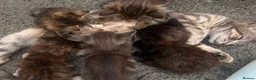 Mixed Breed cats for sale: Lovely kittens ready  - Advert 1