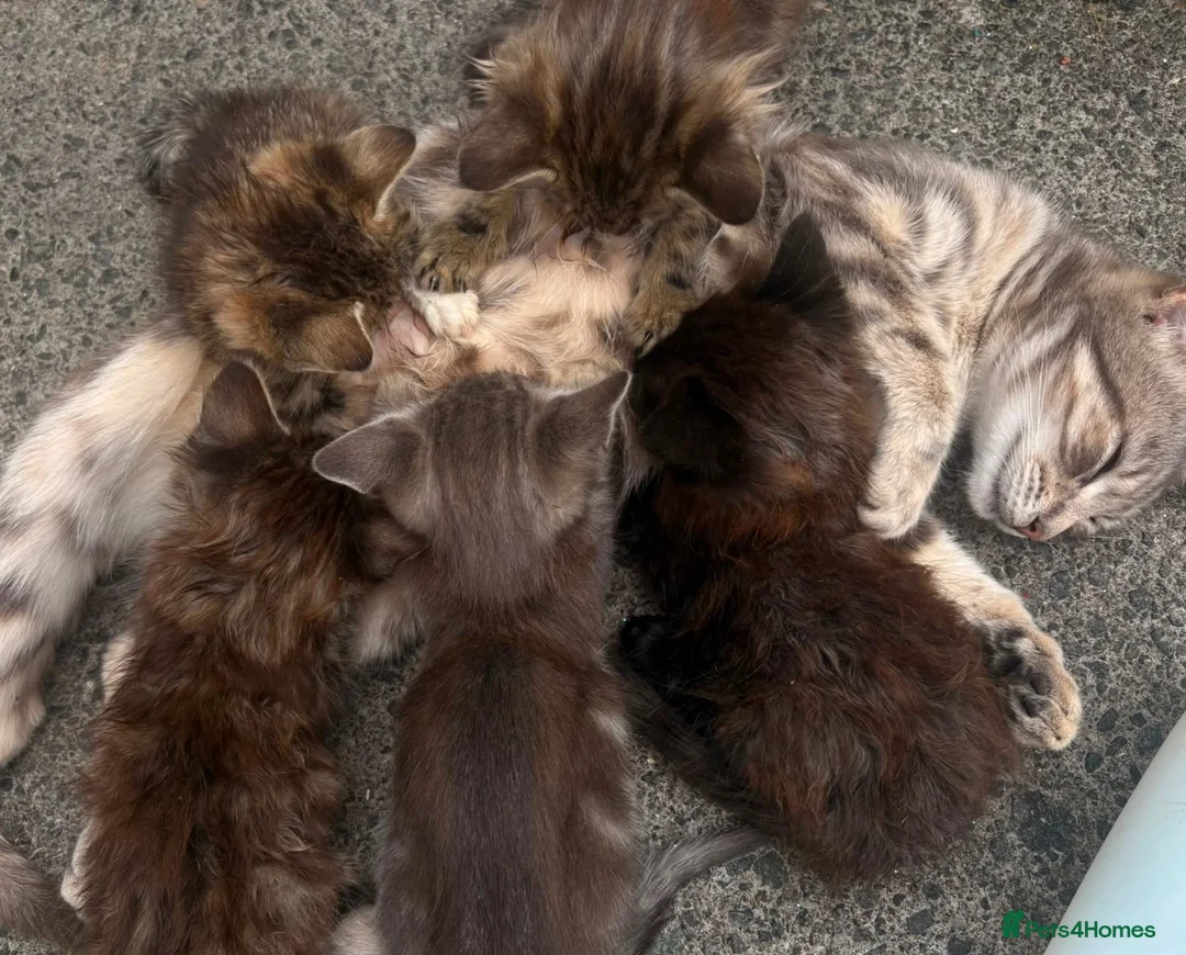 Mixed Breed cats for sale: Lovely kittens ready  - Advert 1