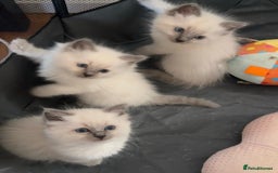 Ragdoll cats for sale: Humble purebred Active Ragdolls - Advert 5