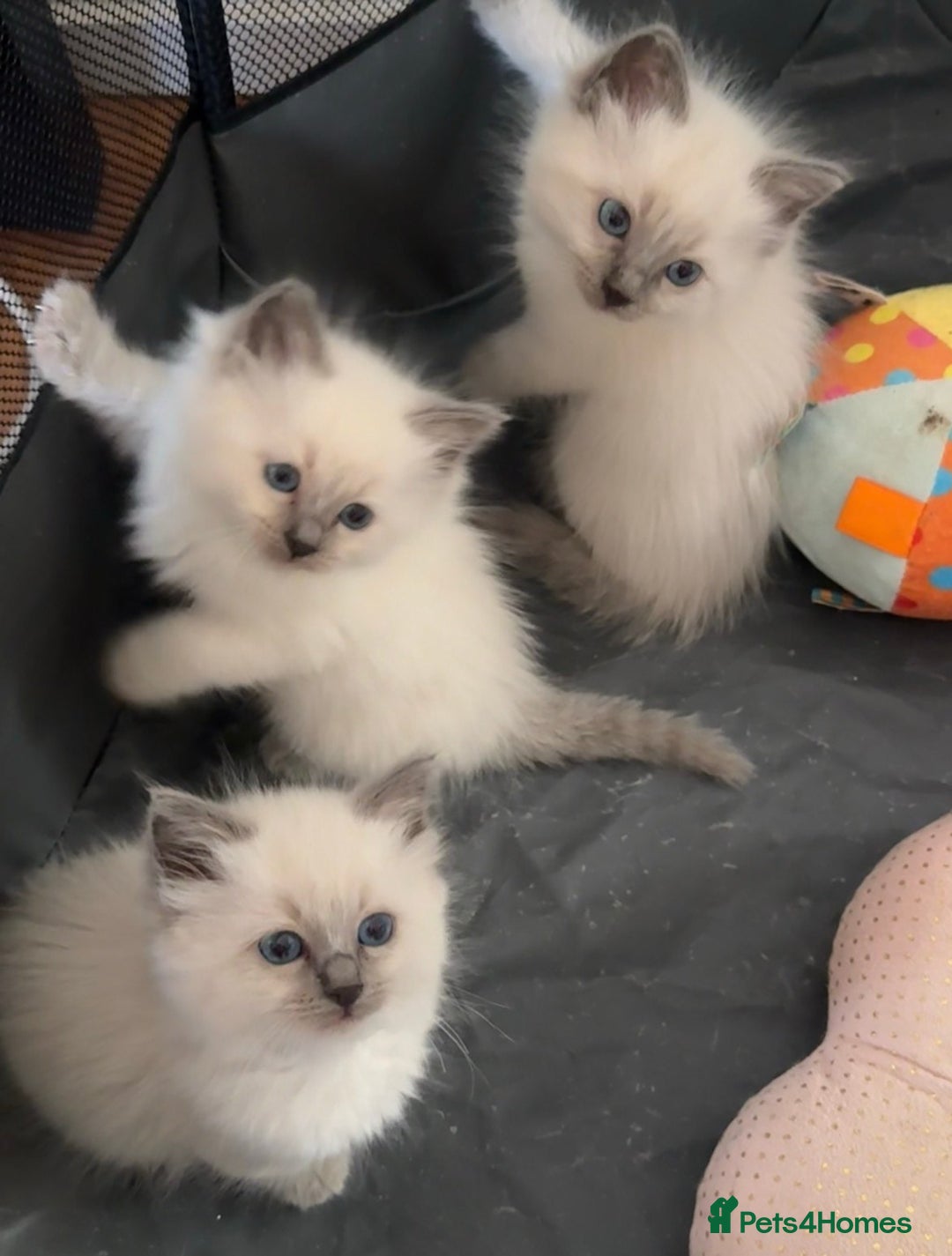 Ragdoll cats for sale: Humble purebred Active Ragdolls - Advert 5