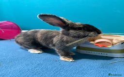 Mixed Breed rabbits for sale: English Angora x Rex Mixed - Advert 7