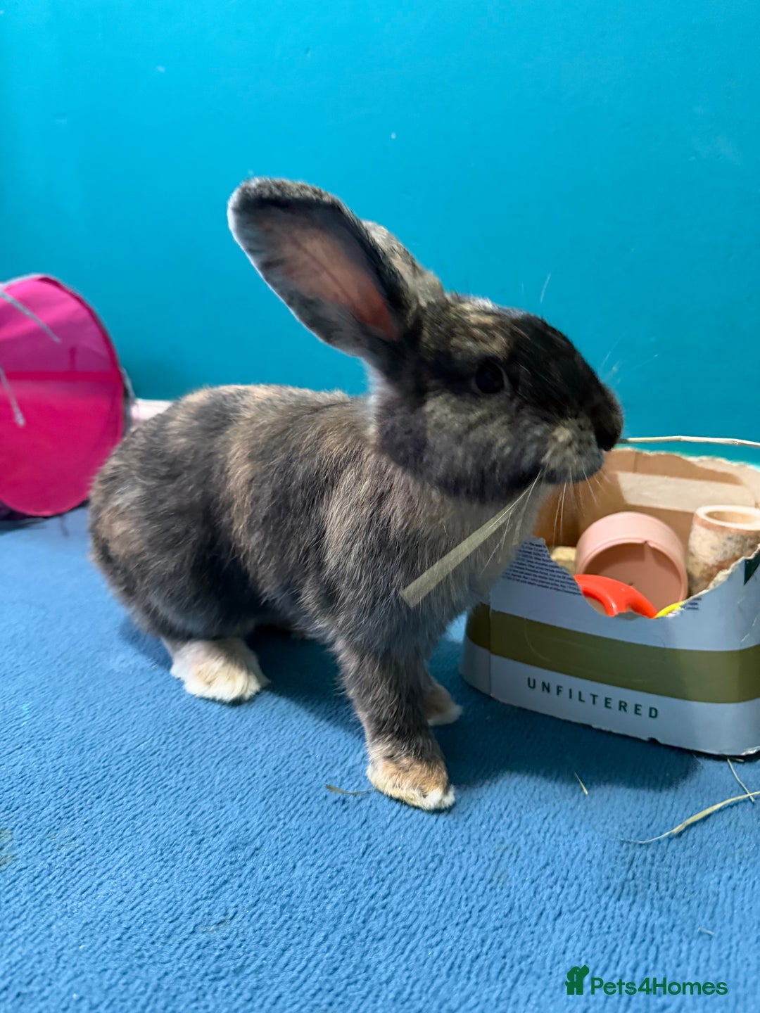 Mixed Breed rabbits for sale: English Angora x Rex Mixed - Advert 7