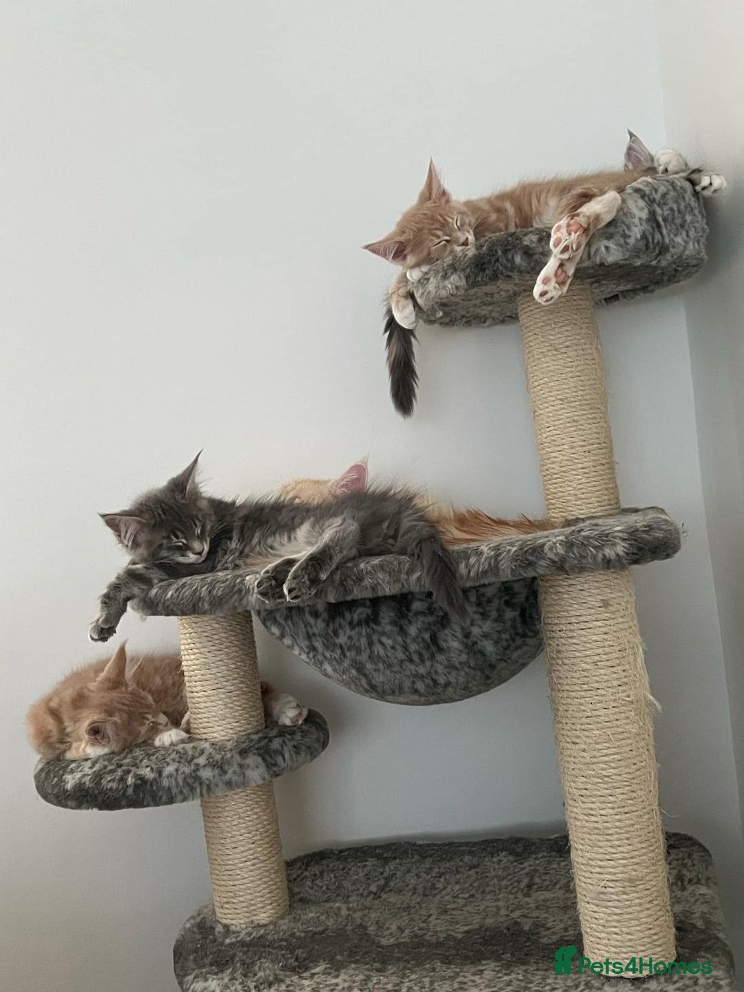 Maine Coon cats for stud: Champion Blue silver Maine Coon TICA GCCF Pedigree in Irvine - Advert 15