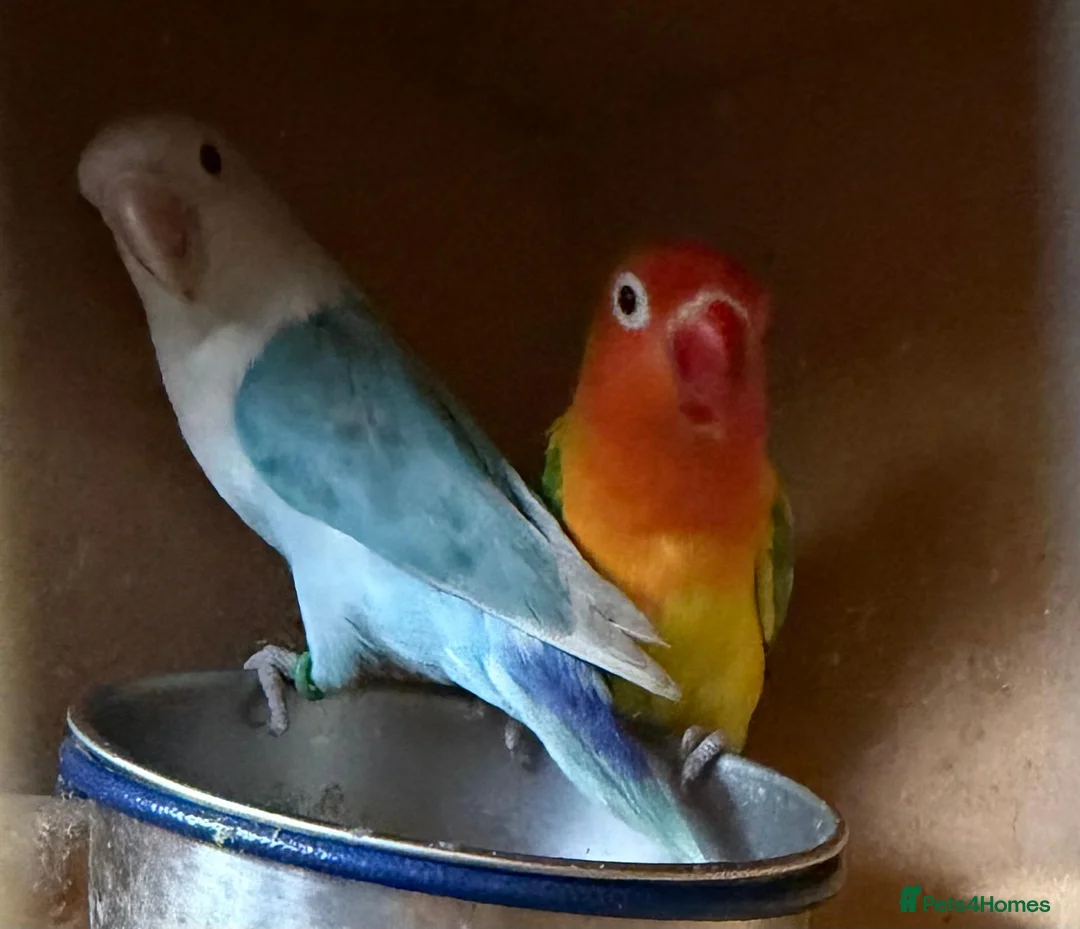 Lovebirds birds for sale: Hand Reared New Born Love Birds - Advert 30