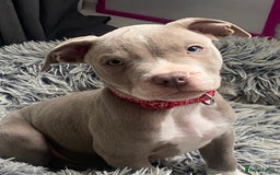 Mixed Breed dogs for sale: Last one of the litter is little milo  - Image 2
