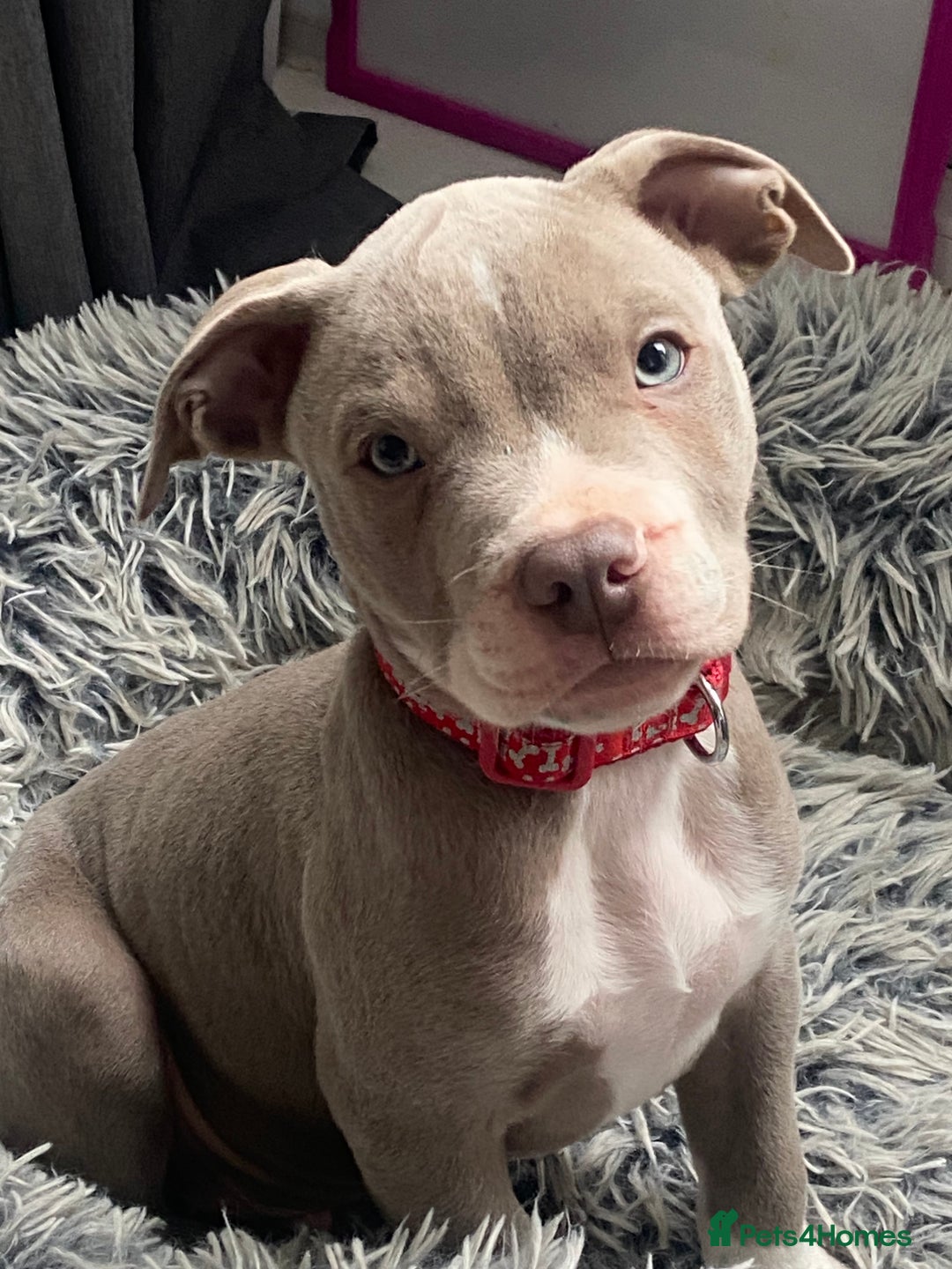 Mixed Breed dogs for sale: Last one of the litter is little milo  - Image 2