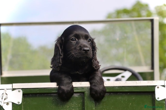 Cocker Spaniel dogs KC registered working cocker spaniel - Advert 8