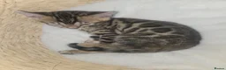 Bengal cats for sale: Bengal kittens ready for their forever homes  - Advert 7