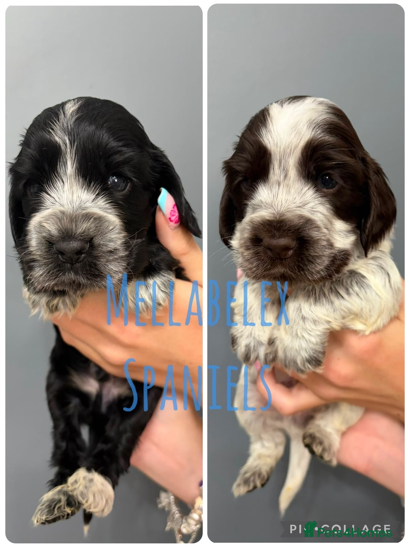 Cocker Spaniel dogs KC, HEALTH TESTED 5* SHOW COCKER PUPS - Advert 1