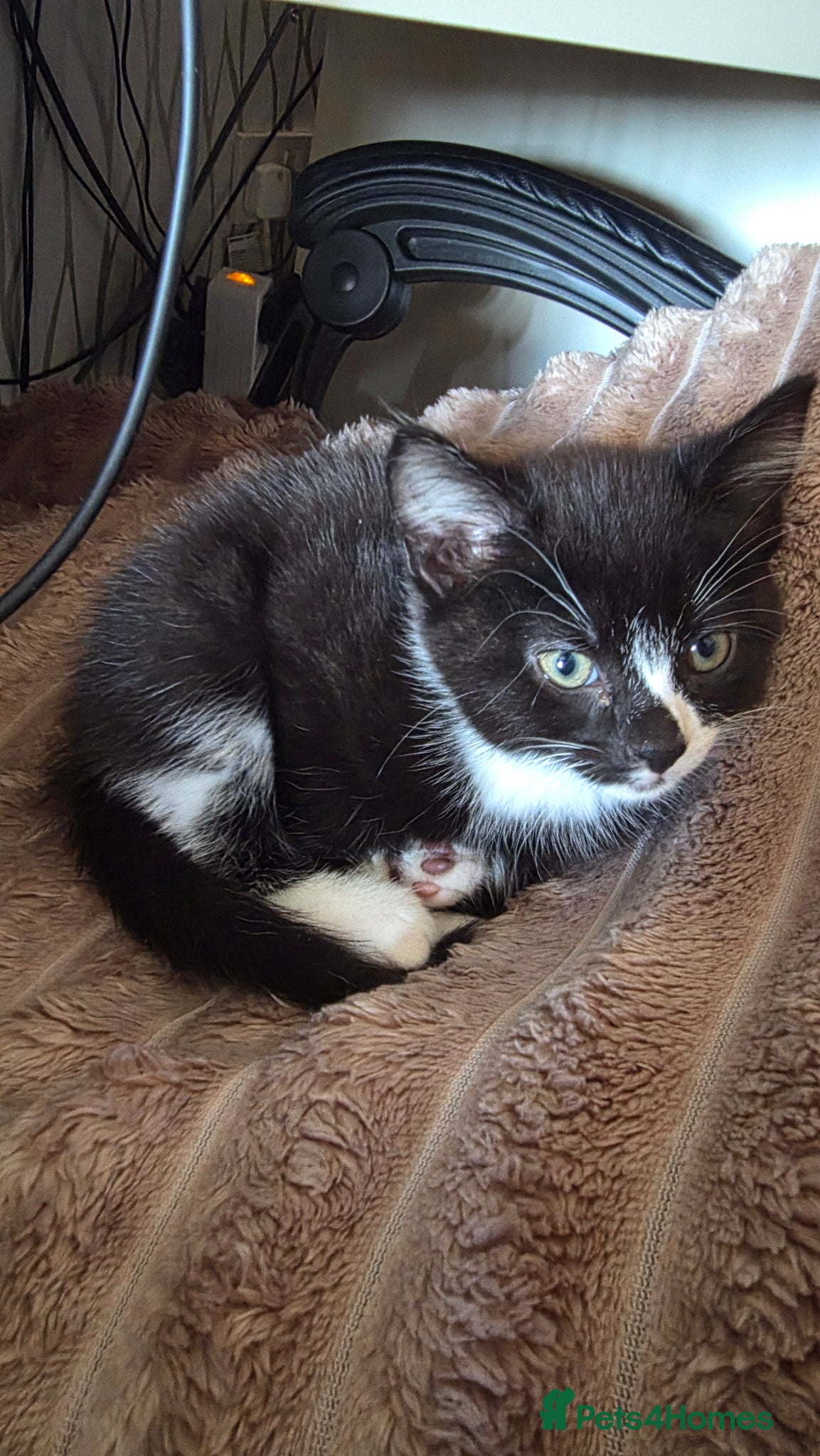 Mixed Breed cats 2 beautiful loving boys - Advert 2