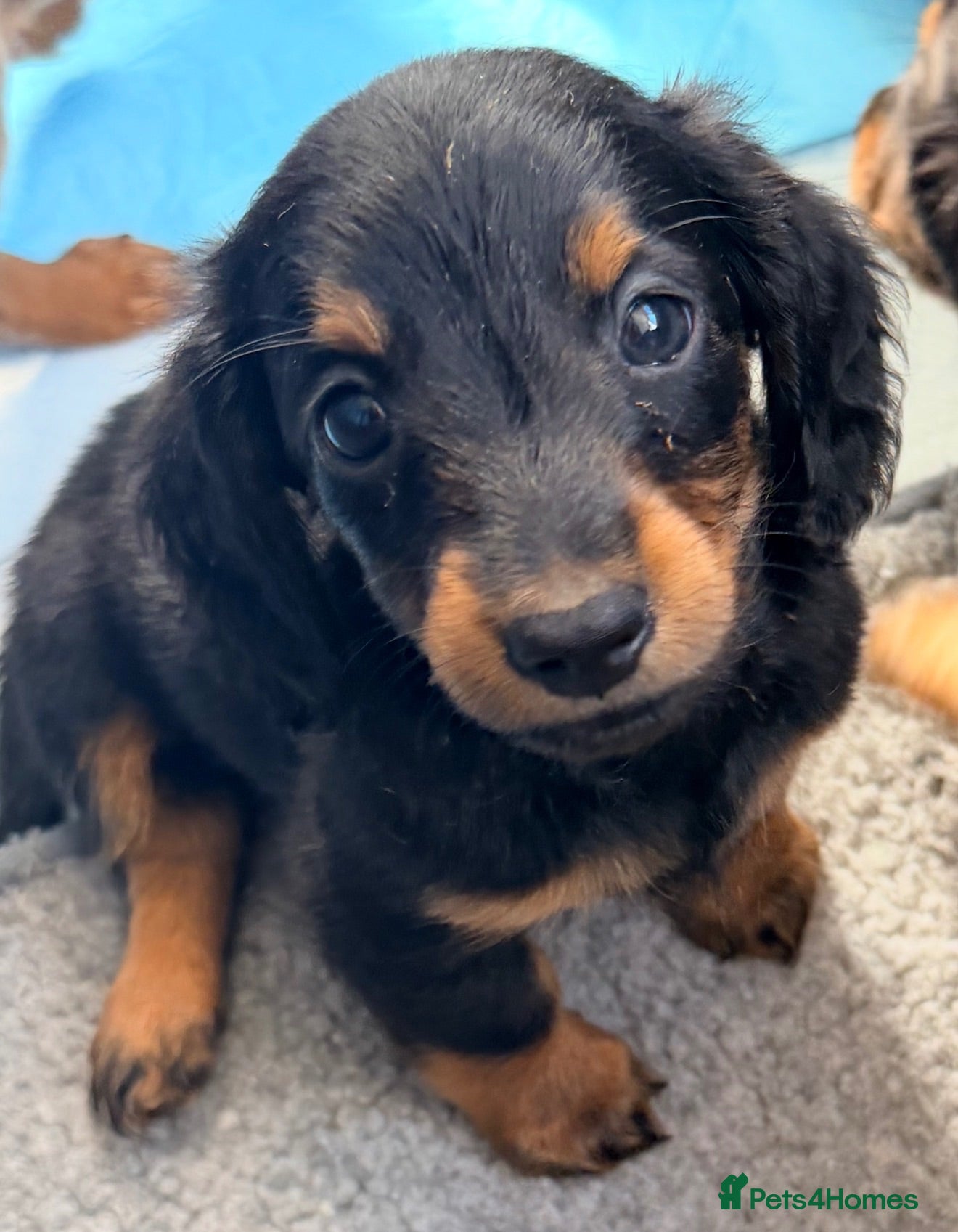 Miniature Dachshund dogs True beautiful tiny mini dachshunds puppies - Advert 5