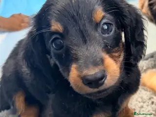 Miniature Dachshund dogs True beautiful tiny mini dachshunds puppies - Advert 5