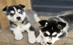 Siberian Husky dogs for sale: Beautiful Male and Female Husky pups  - Image 3