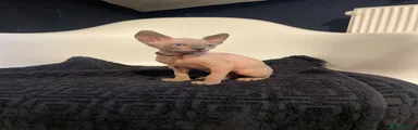Sphynx Kitten 1