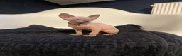 Sphynx cats for sale:     Exceptional TICA Sphynx Kittens  - Advert 15