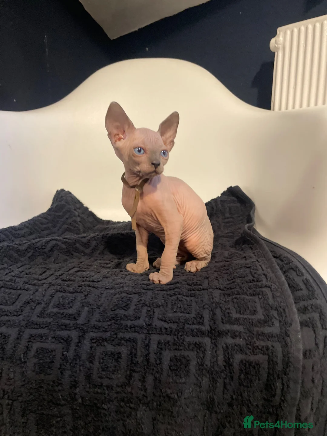 Sphynx cats for sale:     Exceptional Sphynx Kittens  - Advert 17
