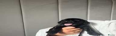 Cockapoo 4