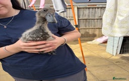 Ducks poultry for sale: Runner ducklings unsexed  - Image 10