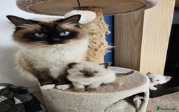 Ragdoll cats for sale: 6 ragdoll kittens  - Image 21