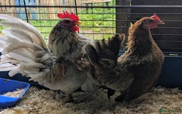 Chickens poultry for sale: Tiny Seramas Bantams,Adults & Youngsters. - Image 2