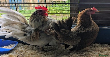 Chickens poultry - Advert 6