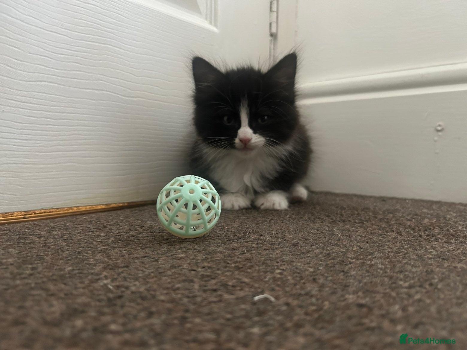 Ragdoll cats for sale: URGENT REHOME 8 week old male kitten half ragdoll in Consett - Advert 3
