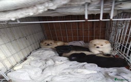 Mixed Breed dogs for sale: 4 puppies left  - Image 1