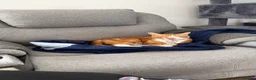 Mixed Breed cats for sale: Marla  - Advert 3