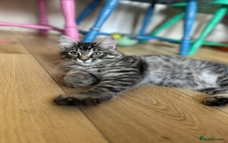Ragcoon cats for sale: Polydactyl Ragcoons!  in Shepton Mallet - Image 7