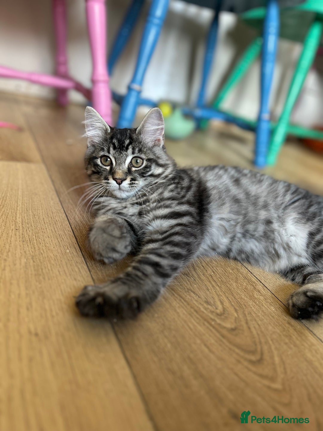 Ragcoon cats for sale: Polydactyl Ragcoons!  in Shepton Mallet - Image 7