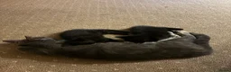 Mixed Breed cats for sale: Black kittens in Kingswinford - Advert 2