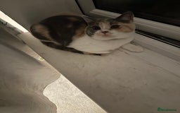British Shorthair cats for sale: Beautiful kitten  - Image 1