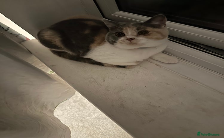 British Shorthair cats - Advert 5