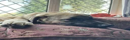Mixed Breed dogs for adoption:  sandy  6 months Macedonian rescue pups - Advert 7