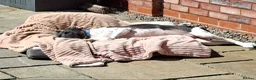 Mixed Breed dogs for adoption:  Stratos ❤️  - Advert 5