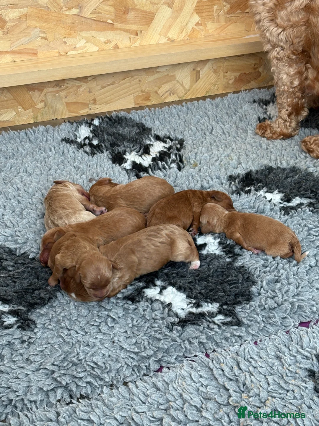 Cockapoo dogs for sale: Extensively Health Tested Parents, Beautiful Pups - Advert 1