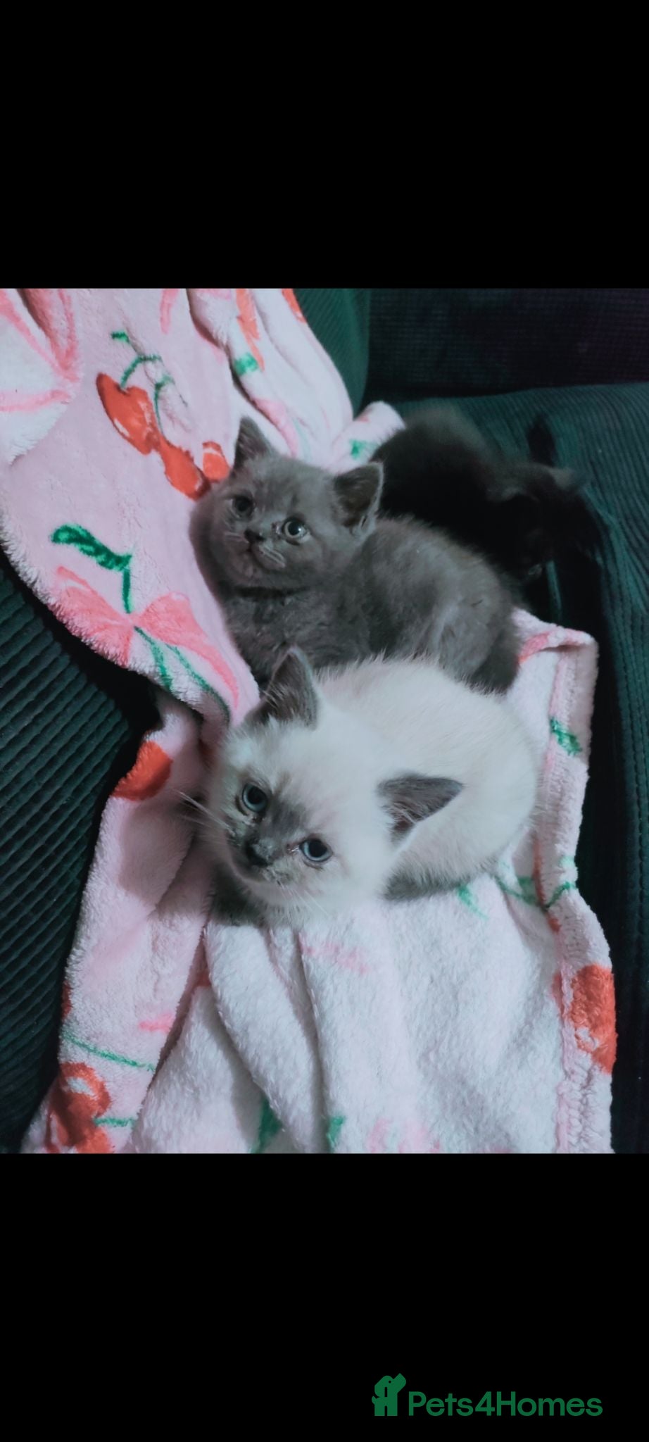 British Shorthair cats Beautiful British Shorthair kittens - Advert 1