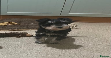 Miniature Schnauzer dogs - Advert 3