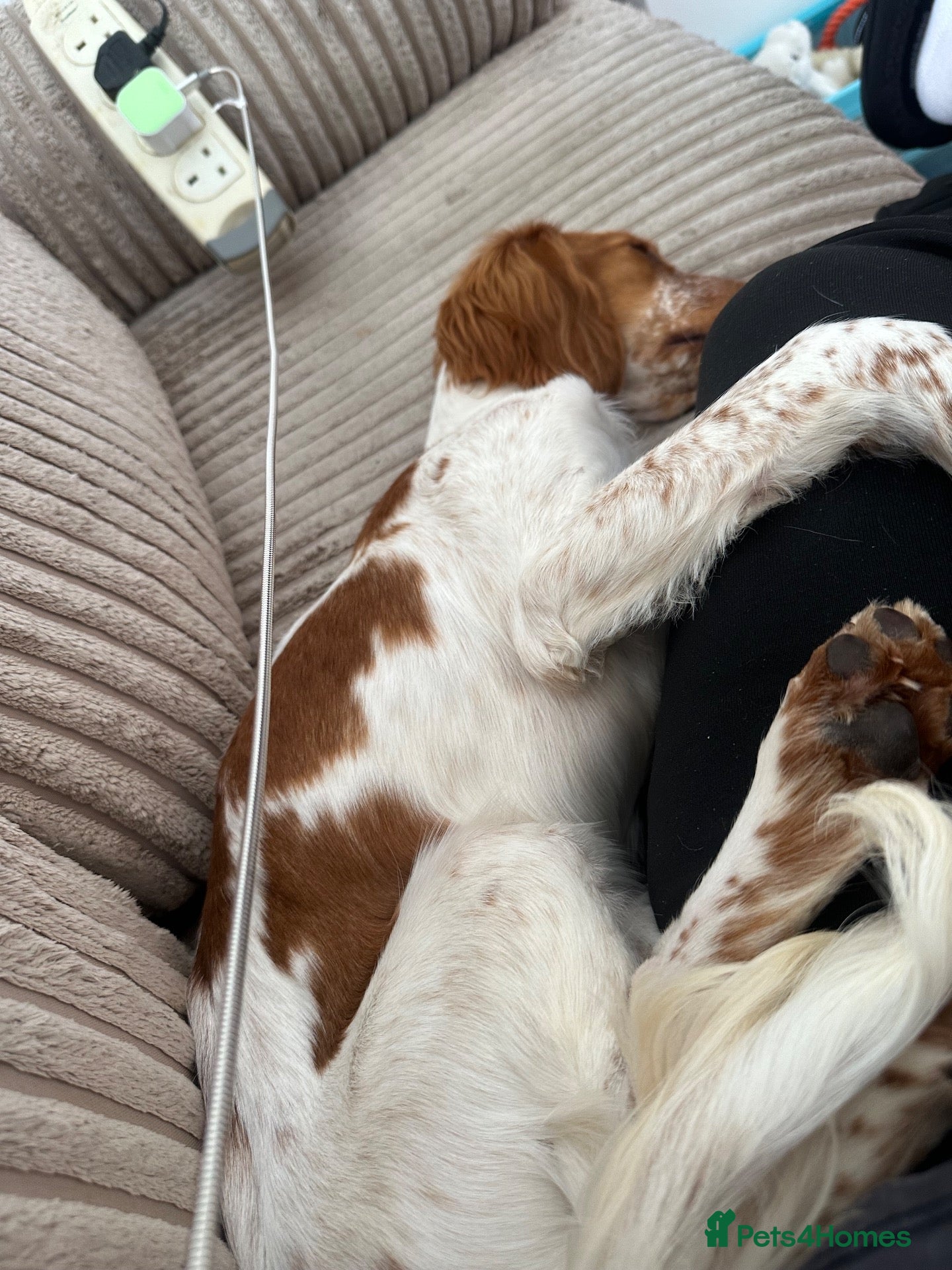 Mixed Breed dogs Sprocker  - Advert 2